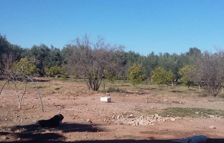  Coup de fusill !!!!! Klm 19 route de Fes à 35 Mins du centre-ville superbe domaine agricole titré de 41 024 m2 (4 hectares, 10 ares et 24 centiares) comprenant plus de 400 oliviers de race locale (dont près de 300 ont entre 14 et 20 ans) et de nombreux arbres fruitiers, la propriété dispose d’un compteur d’électricité raccordé à l’ONE et est alimenté en eau grâce à un puits de 75 mètre (45 m creusé à la main et 30 m creusé à la sonde), le tout relié à un château d’eau, l’alimentation électrique du puit est assuré par une station solaire.